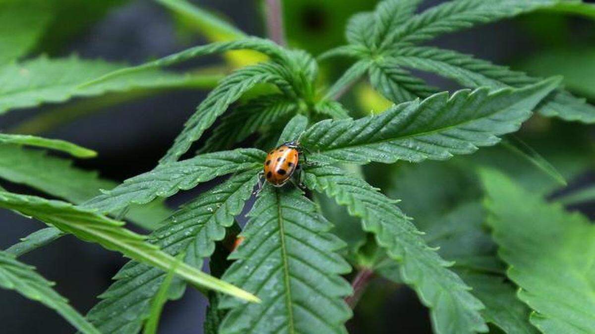 
Kansas legislators are hearing arguments on legalizing marijuana for medical uses.
