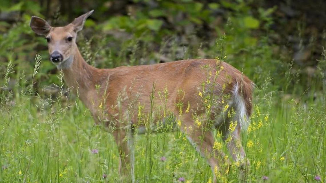
A deer looked up from eating in the woods at the Theodore Naish Scout Reservation in Bonner Springs.
