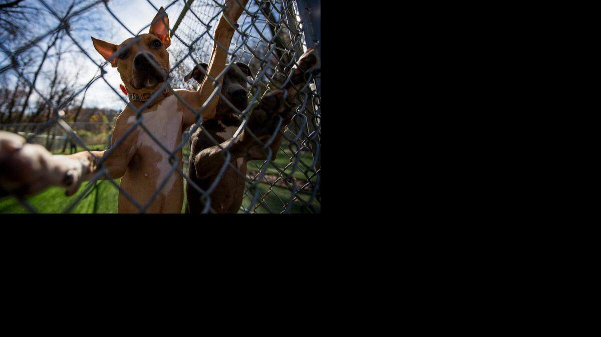 
Shandy (left) and Pippa are among pit bulls and pit bull mixes at Kansas City’s animal shelter at 4400 Raytown Road. The breed makes up about half of the shelter population on any given day, says Brent Toellner of KC Pet Project, which runs the shelter.



