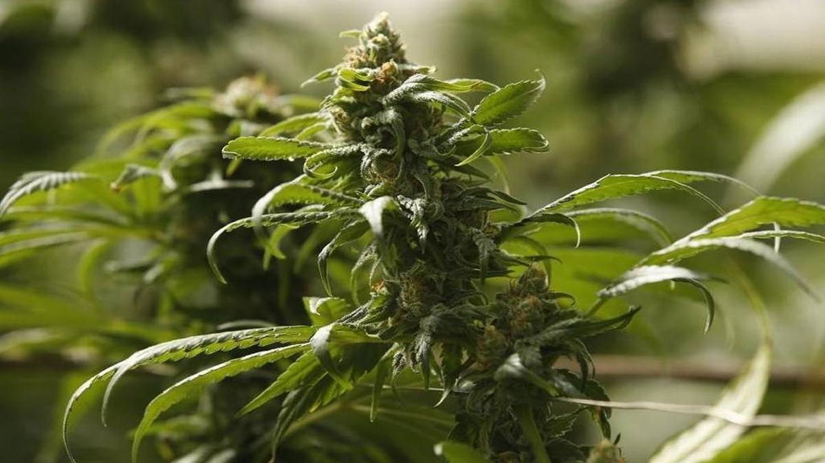 A group has gathered sufficient signatures to seek a public vote to decriminalize marijuana in Kansas City.