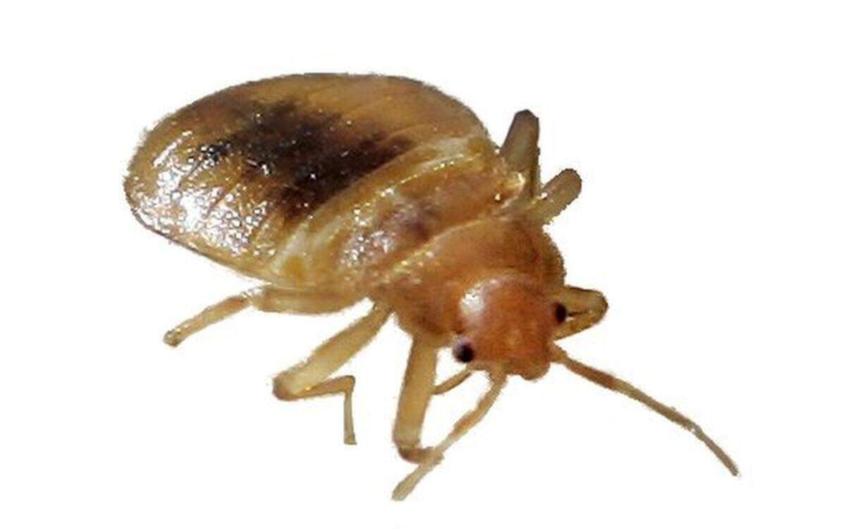 
Kansas City is working with Adam’s Mark to fix the bedbug problem.
