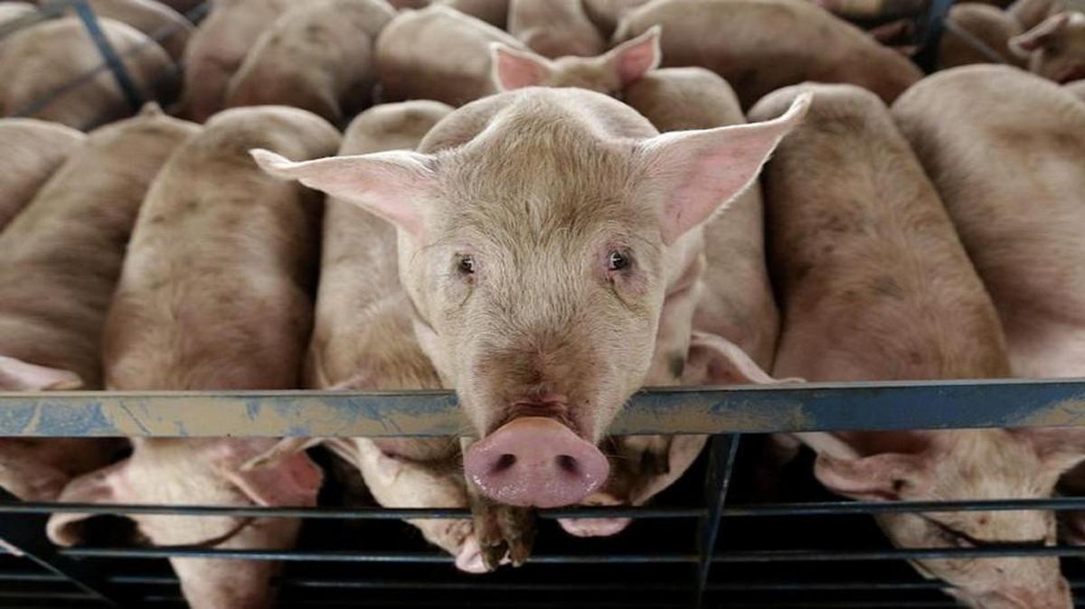 The Clean Water Commission’s decision to strip Trenton Farms of its permit to build a hog facility unsettled many in the agriculture community.