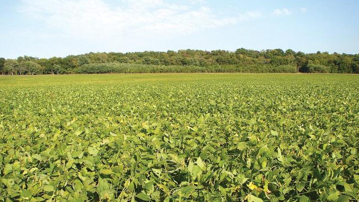 
Some farm state lawmakers hope that changes in relations with Cuba will open up new markets for American crops.
