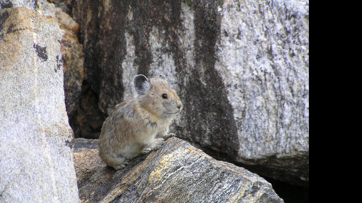 
An American pika
