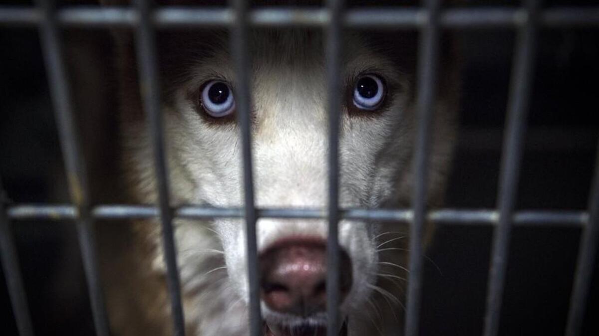 A dog from Florida made homeless by Hurricane Irma at the KC Pet Project animal shelter.