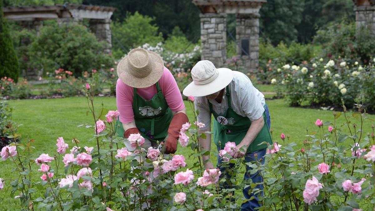 
The rose garden at Loose Park is one of the jewels of the Kansas City parks system. The garden recently completed a yearslong restoration.
