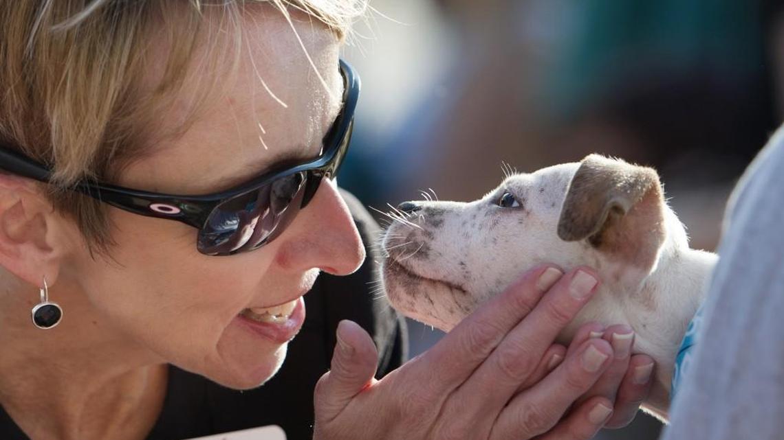 Gina Dunlop, a member of the board of directors at KC Pet Project, got close to give some special attention to Hoss, a 6-week-old pitbull mix during a red carpet event Thursday prior to the press conference announcement of a plan for a new Kansas City animal shelter at Elmwood Avenue and Gregory Boulevard in Swope Park.