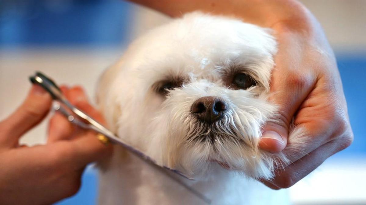
Natasha Kirsch, executive director of EPEC Inc., short for Empowering the Parent to Empower the Child, told the council’s Finance Committee that professional dog groomers make an average of $19 per hour and are in demand in the Kansas City area. 

