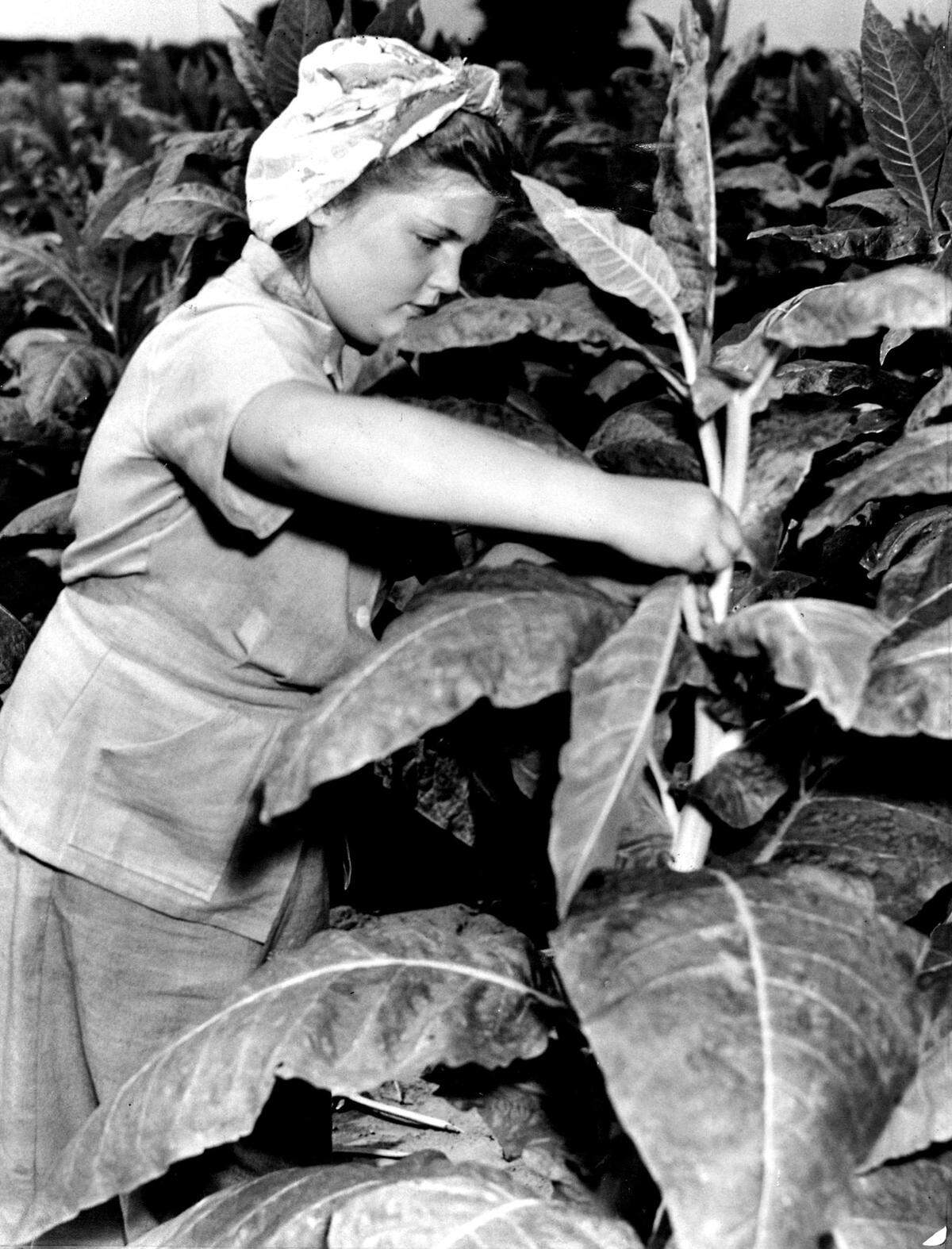 Marcia Mae Watson is removing the tops from one of the two rows of fine white burley which she planted and is caring for herself in 1944. The two rows, 1,320 feet long, will yield about $175 for Marcia Mae. The tops are removed so the stalk will leaf out, with a resulting better quality and yield, rather than growing higher.