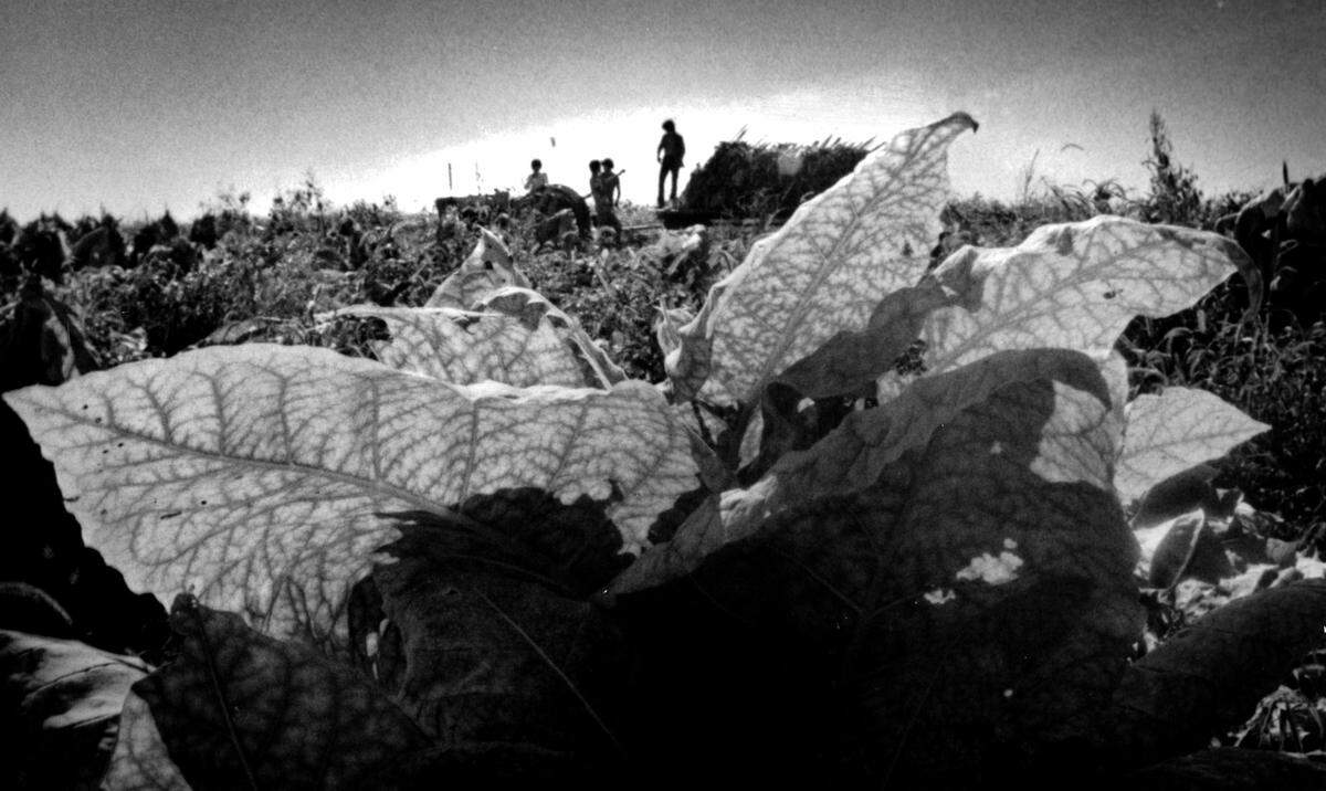 One of the few remaining tobacco plants in 1979 awaits harvest near Weston, Mo. After being dried in barns, the tobacco leaves will be auctioned in November. The annual sale in Weston is the only tobacco auction west of the Mississippi River. The first Weston auction was in 1911.