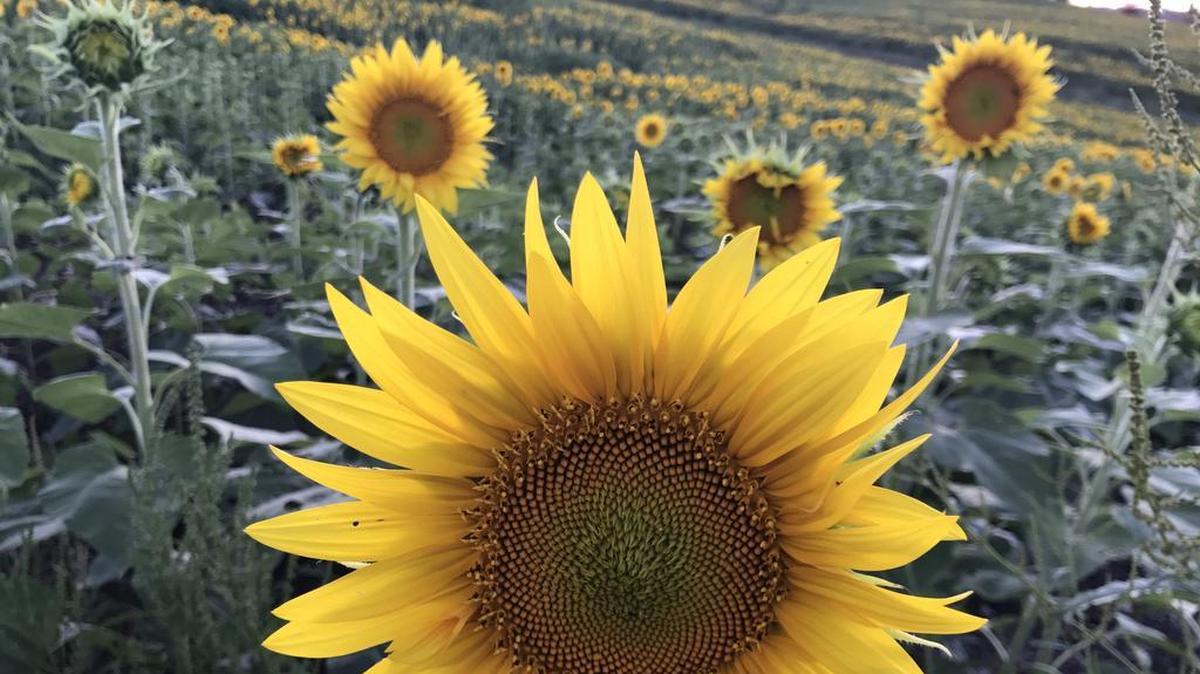Four cities in the Sunflower State were ranked among the top 10 U.S. cities considered to be the “middle of nowhere,” according to an analysis of mapping data by the Washington Post.