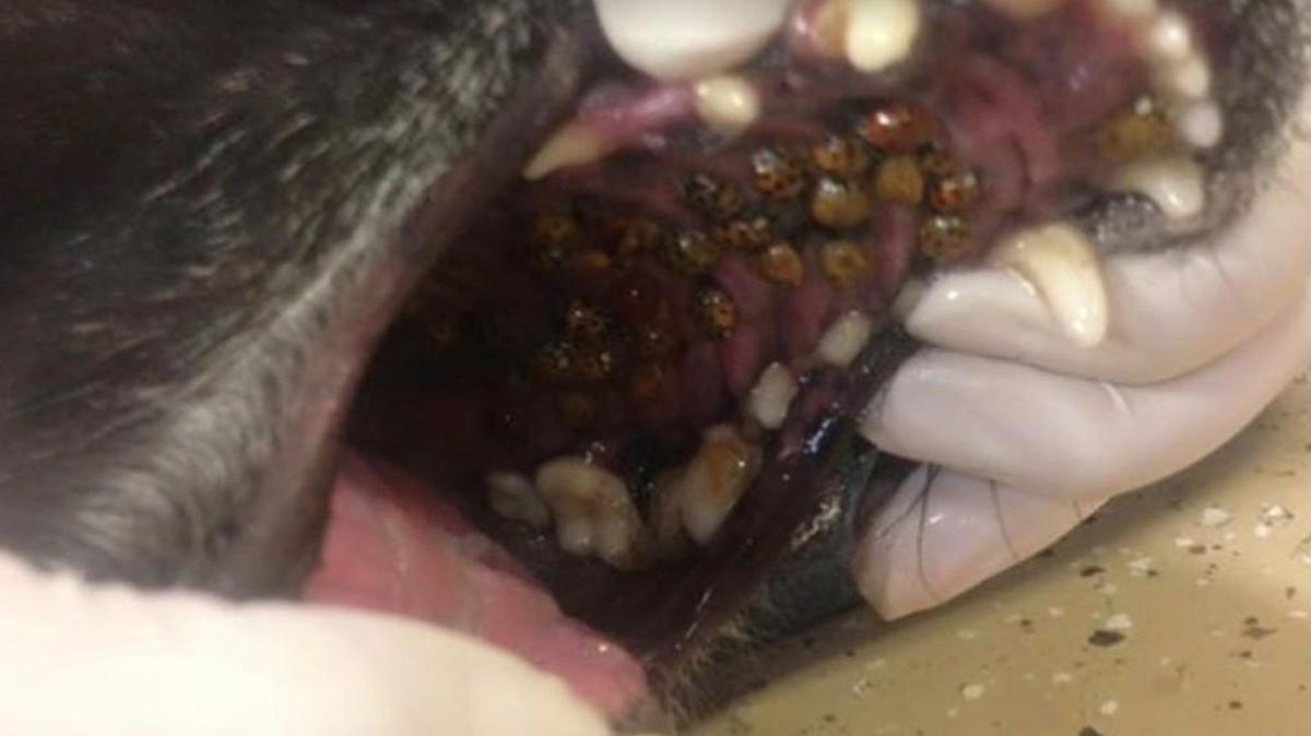 This photo posted by Kansas veterinarian Lindsay Mitchell last week has been shared more than 53,000 times on Facebook.