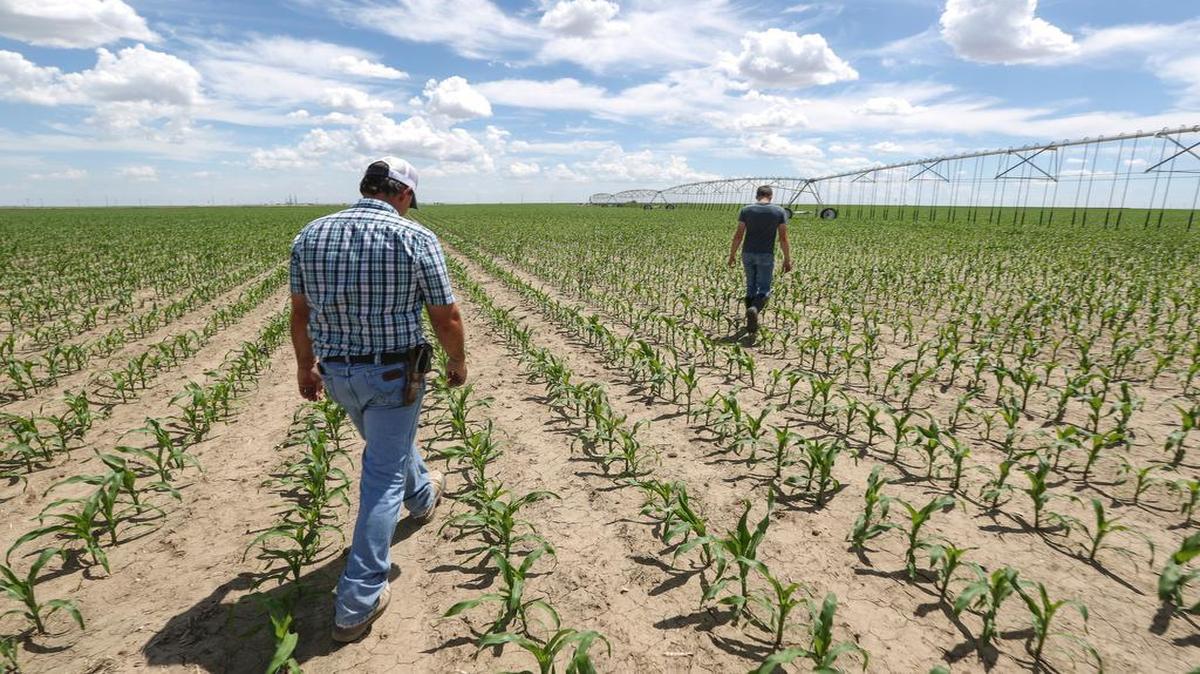 
Clay Scott examined an irrigation pivot with oldest son Ty in a corn field near their family farm in Ulysses, Kan. Scott is already feeling the effects of the depleted Ogallala Aquifer, from which he draws water to grow his crops. Some of his two dozen irrigation pivots are pumping just 150 gallons per minute now, down from thousands of gallons per minute when they were first drilled. 
