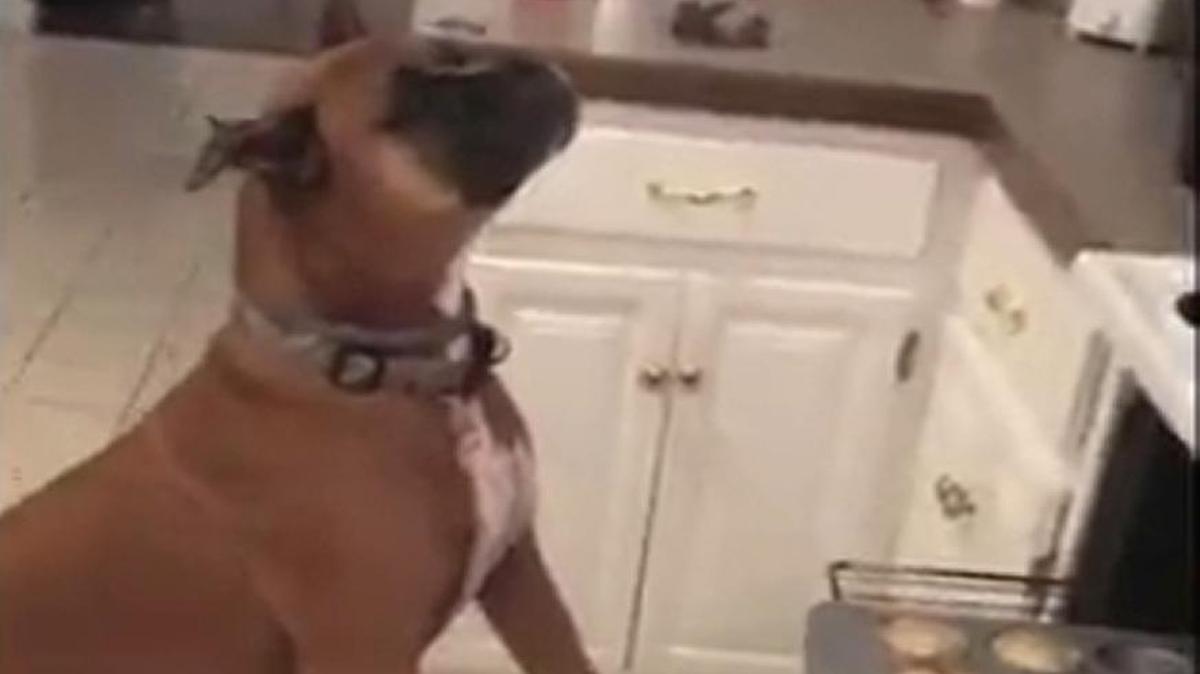 Meet Boston, a Kansas boxer who has just executed a perfect mannequin challenge.