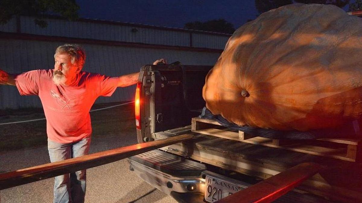 
Donovan Mader, of Garden City, helps direct a forklift to hoist his pumpkin onto a scale for weighing before the Kansas State Fair 
