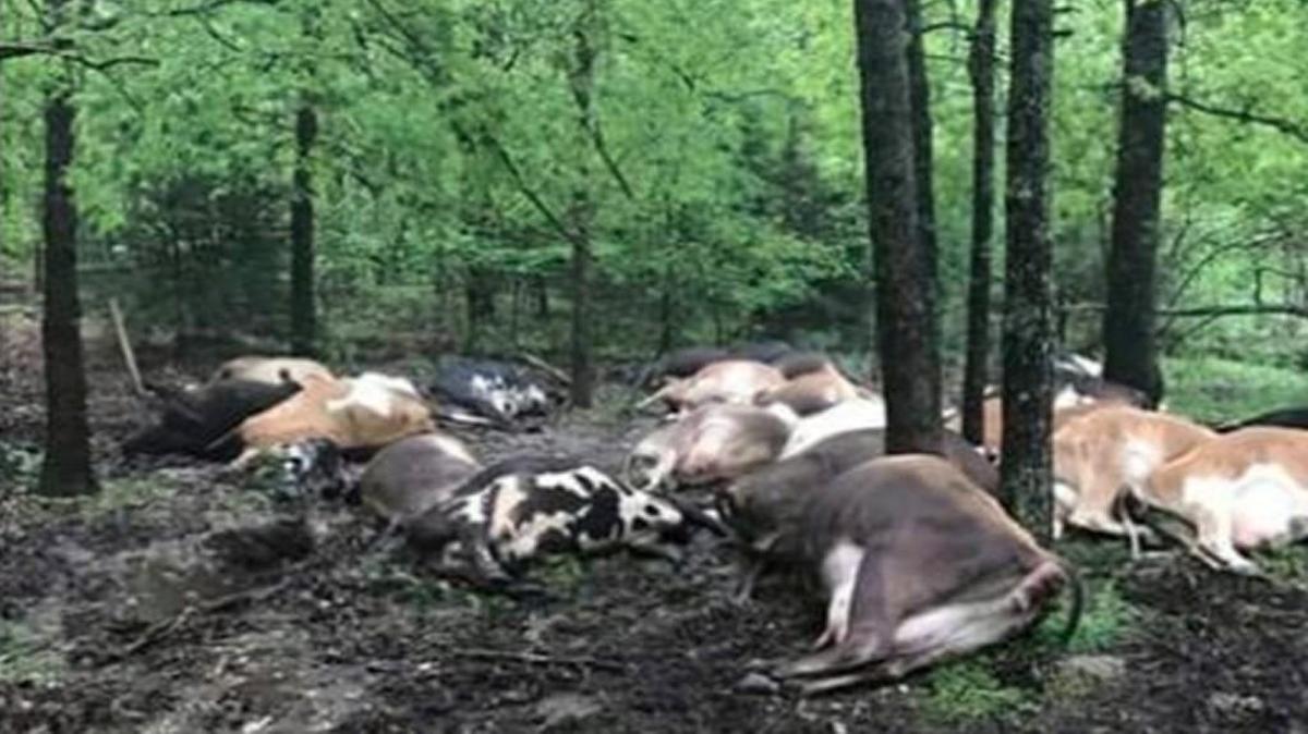 Missouri farmer Jared Blackwelder lost 32 dairy cows to a single lightning strike on Saturday.