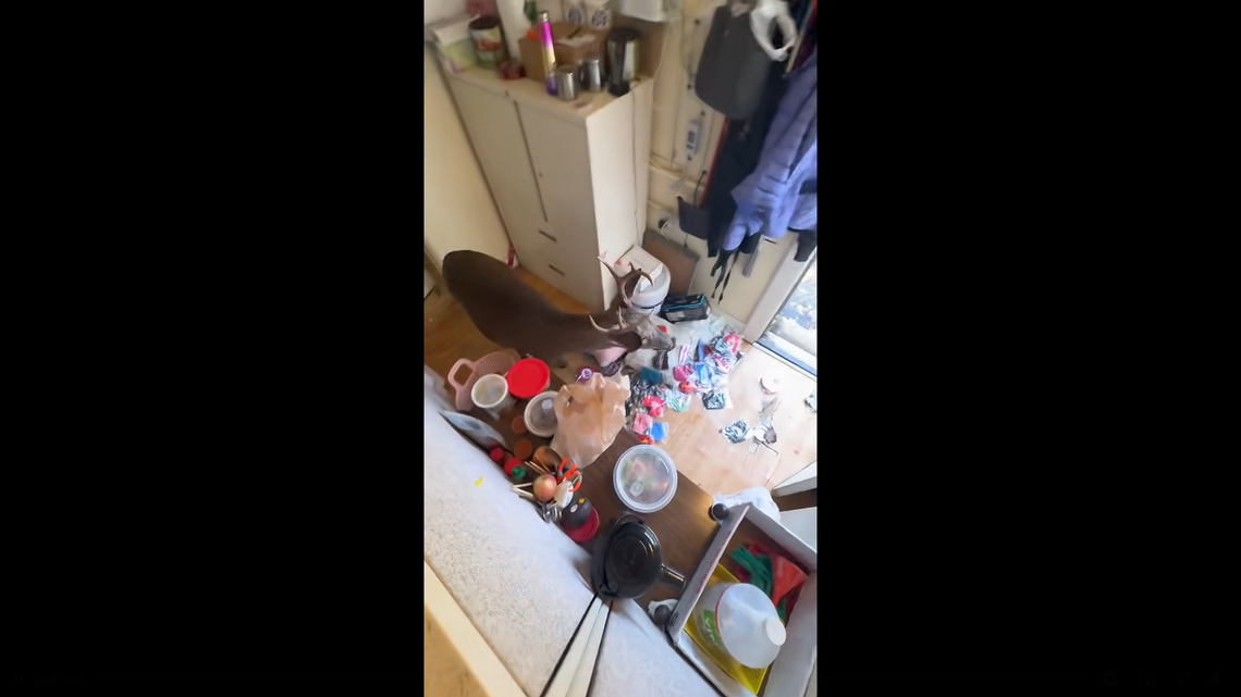 Deer jumps through nail salon window in Missouri, cops say. ‘Everybody was screaming’