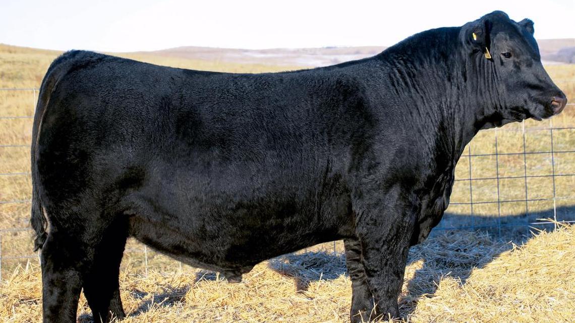This pricey bull is known as SAV Elation 7899, or Elation.