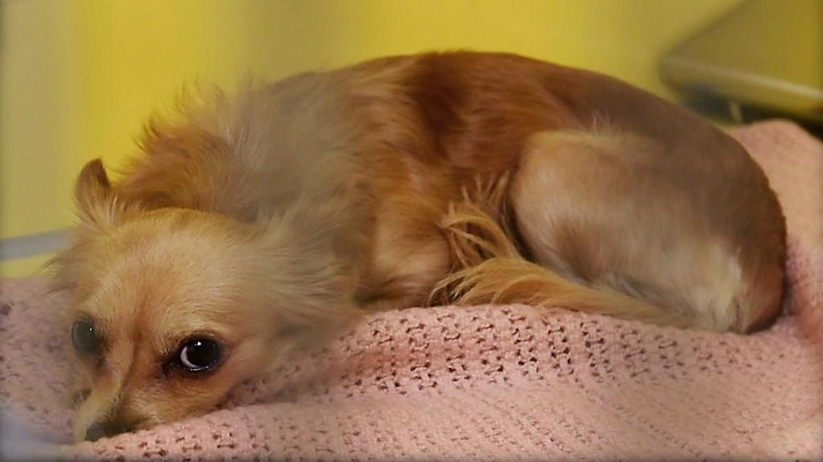The University of Missouri Veterinary Health Center is seeking dogs with cancer for a clinical trial to treat cachexia, a wasting syndrome that causes one-third of cancer deaths.