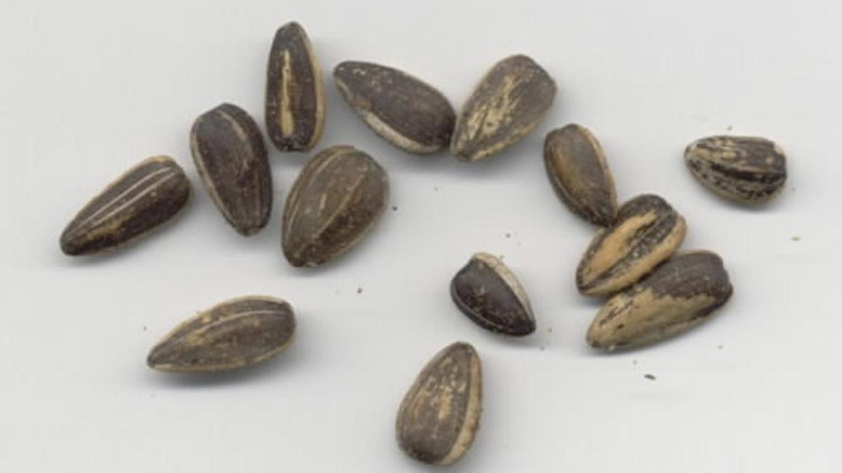 A Missouri grade school teacher has been placed on administrative leave after allegedly spitting sunflower seeds into the face of an 11-year-old student. The girl was left in tears.