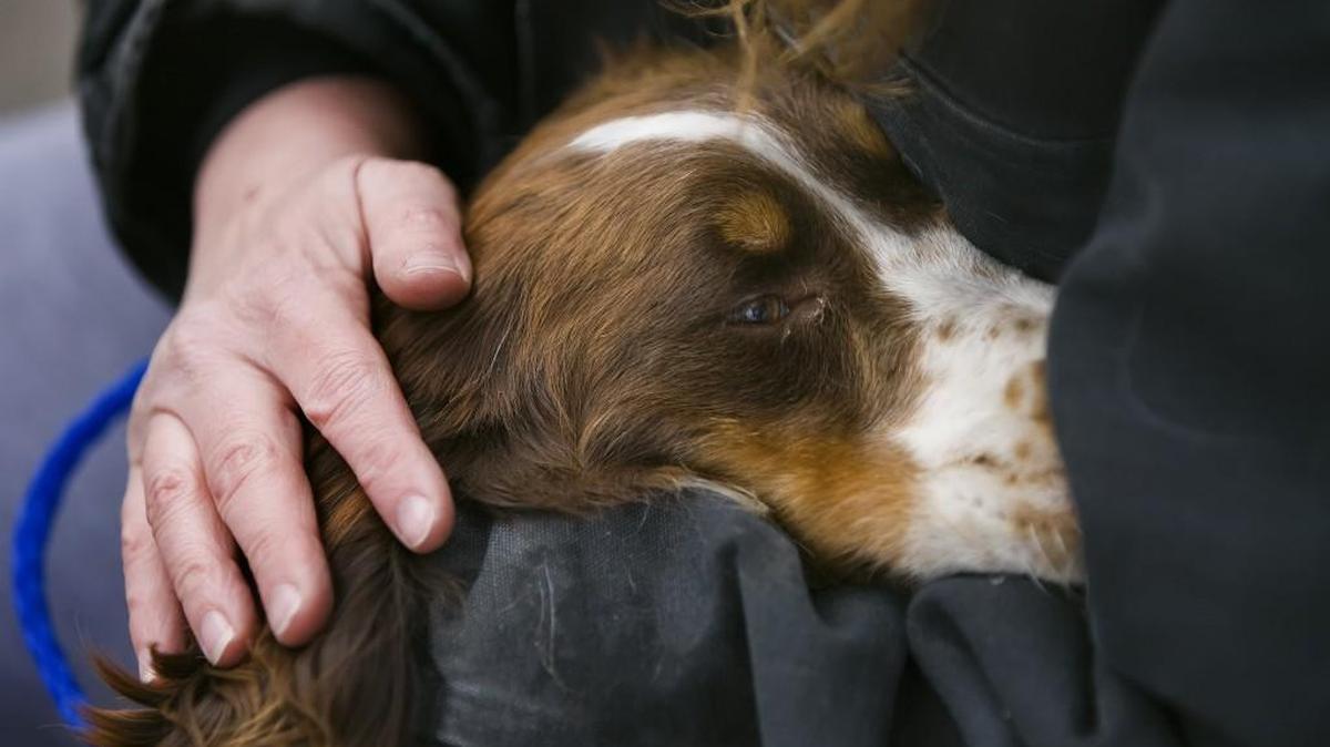 In this 2009 file photo, Tari Jolin petted a frightened dog that was part of a large group of dogs that were brought to Winding River Animal Clinic at 1101 E. Blue Ridge Blvd. after their removal from a Missouri puppy mill.