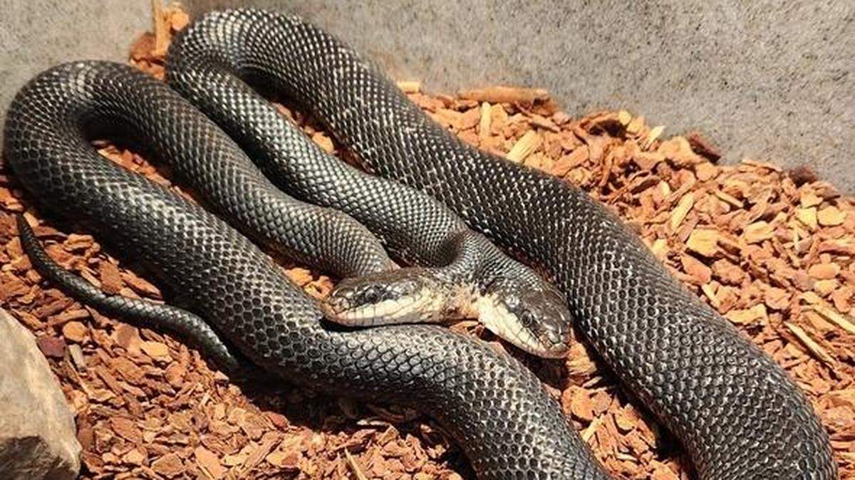 Tiger-Lily, a two-headed western ratsnake, is having her sixth birthday in Missouri captivity.