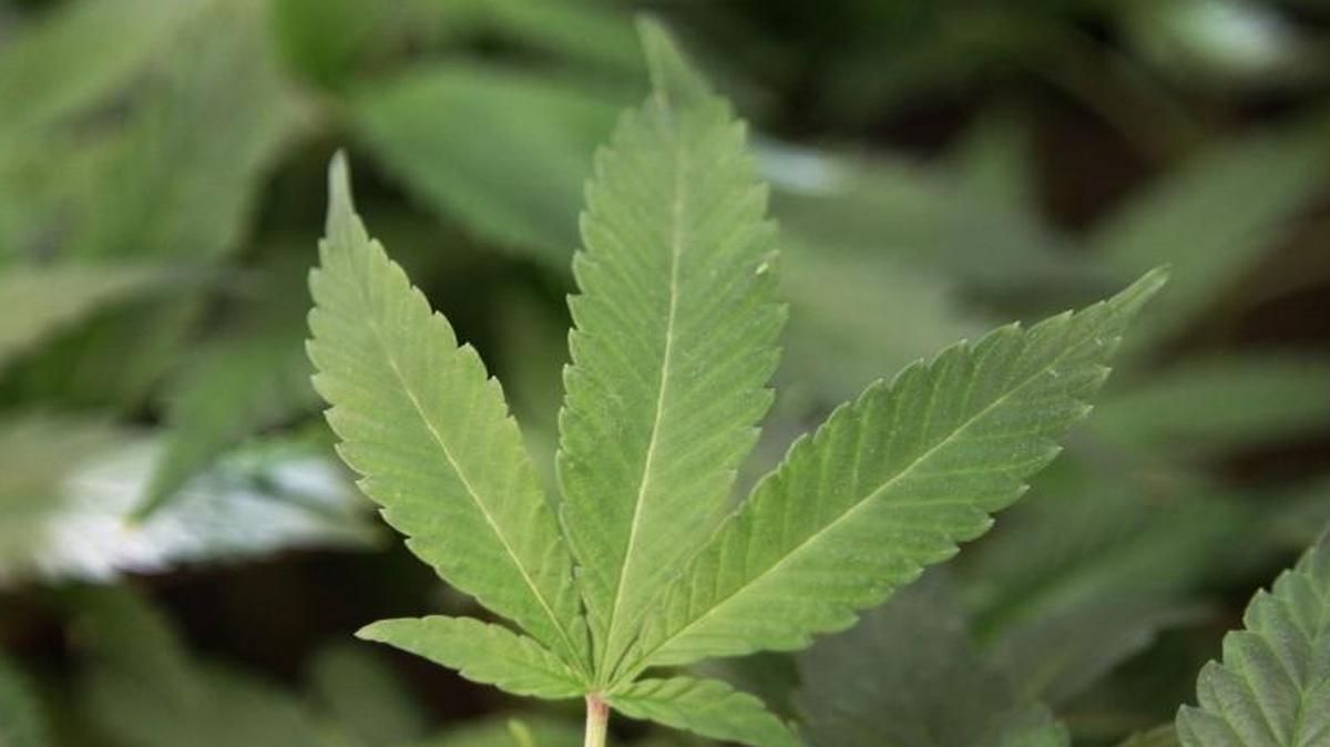 The University of Missouri campus chapter of the National Organization for the Reform of Marijuana Laws wanted to make T-shirts with a marijuana leaf and the school’s name. The school said no.