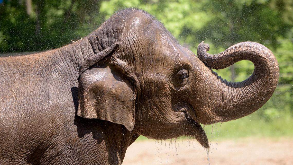 Rani, a 27-year-old female elephant at the Saint Louis Zoo, died on Oct. 13.