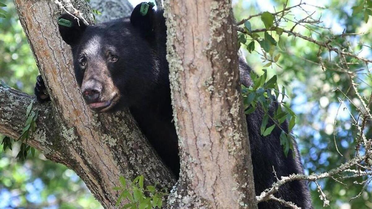 A black bear