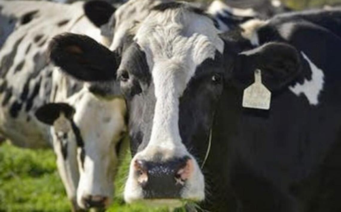 Twitter has a field day after Nixa, Mo., man accused of having sex with a cow