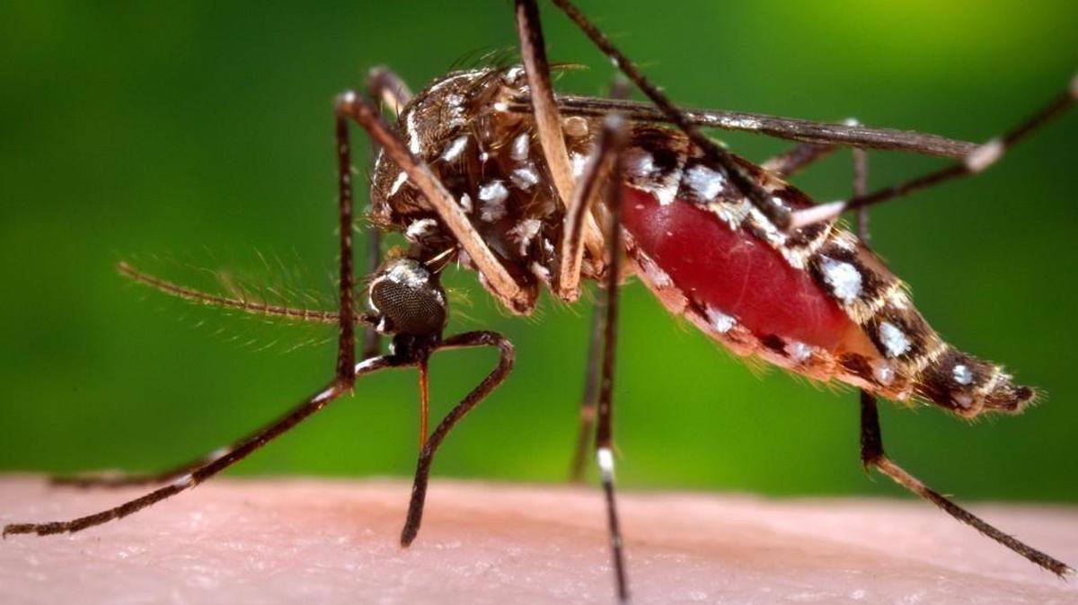 A photo from the Centers for Disease Control and Prevention shows a mosquito, which can spread the Zika virus.