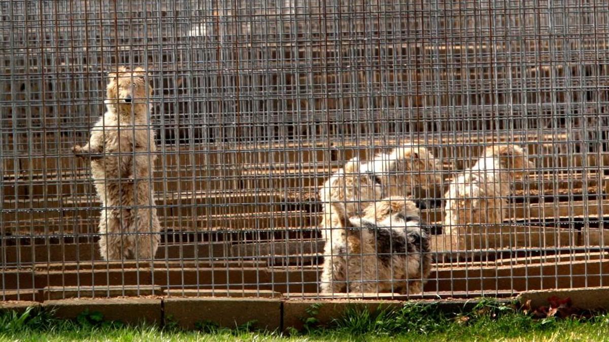 Missouri is home to some of the worst puppy mills in the country.