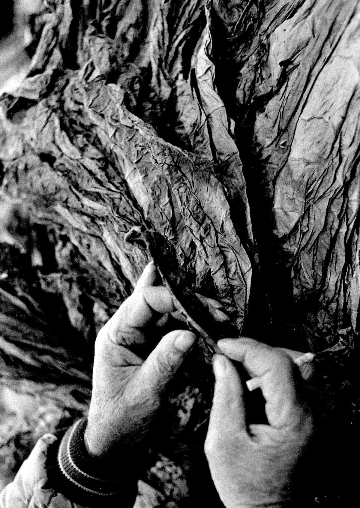 An inspector from the Department of Agriculture examines a leaf of tobacco. After the inspectors finish grading, the tobacco is auctioned to national tobacco companies.