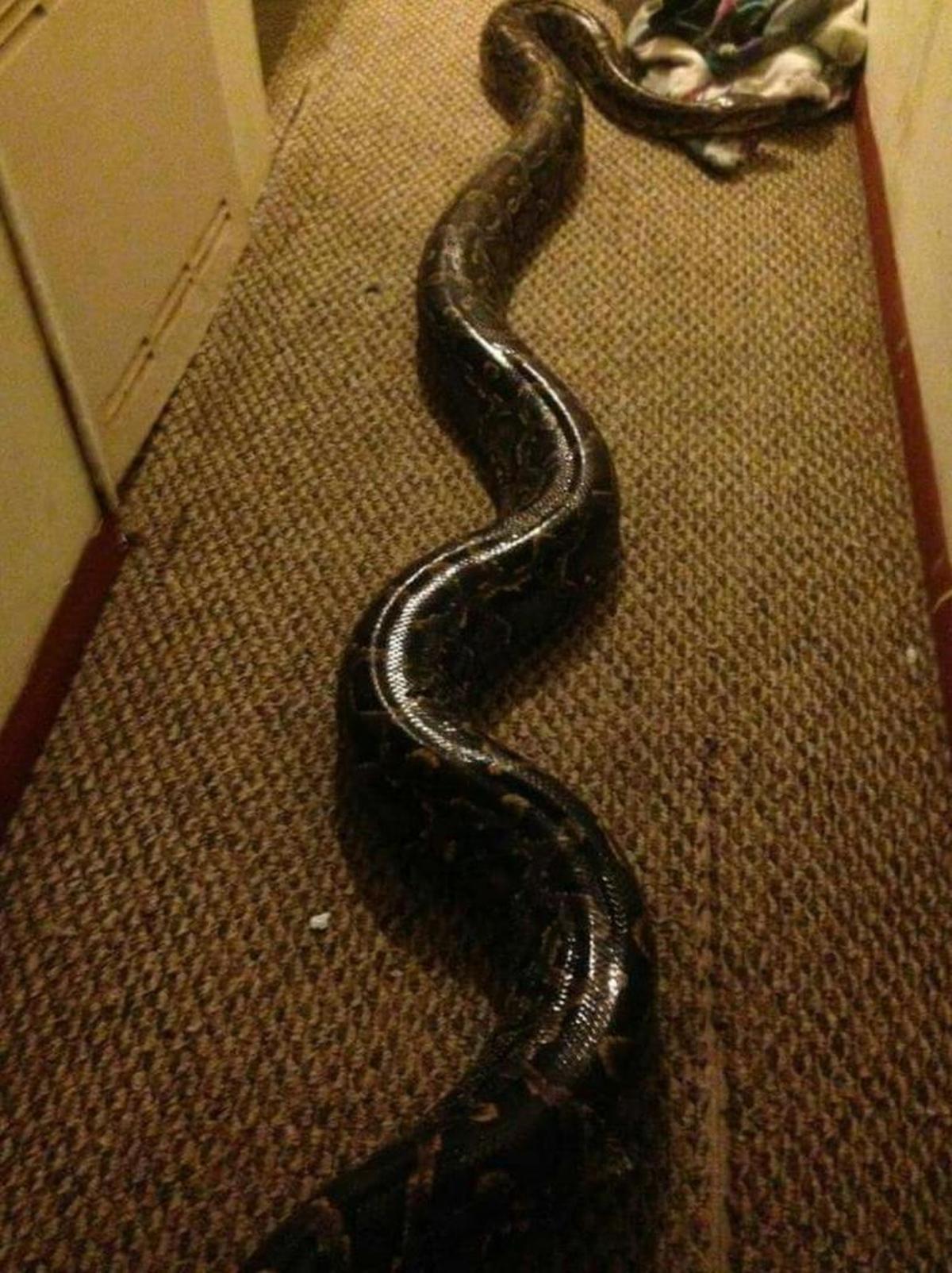 This photo of SS Wraps was taken about two years ago, so he’s grown slightly longer since then, his owner said.