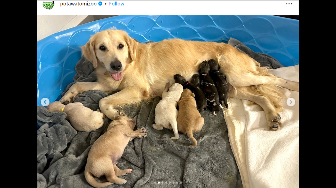 Kassy the dog was hailed a hero after she accepted the endangered puppies.