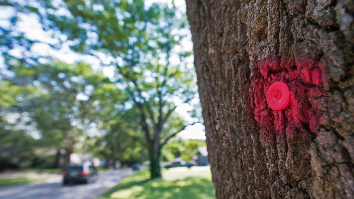 
Ash trees with red dots like this one in Prairie Village have been slated for removal by the city in its efforts to deal with the emerald ash borer.
