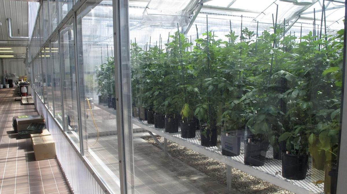 
Genetically engineered potatoes grew in rows inside a greenhouse in southwestern Idaho.

