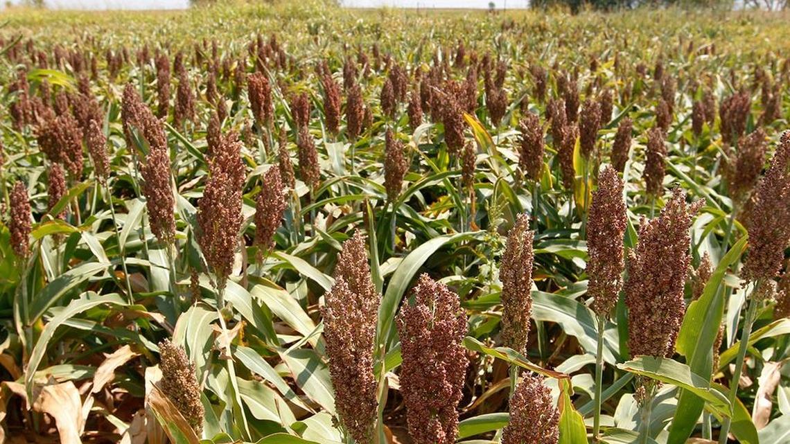 American sorghum farmers fear they will lose their largest export market if China follows through with a tariff on their crop.