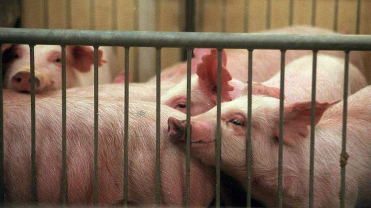 
Missouri Amendment 1 would make it harder to enforce environmental laws or humane treatment of farm animals.
