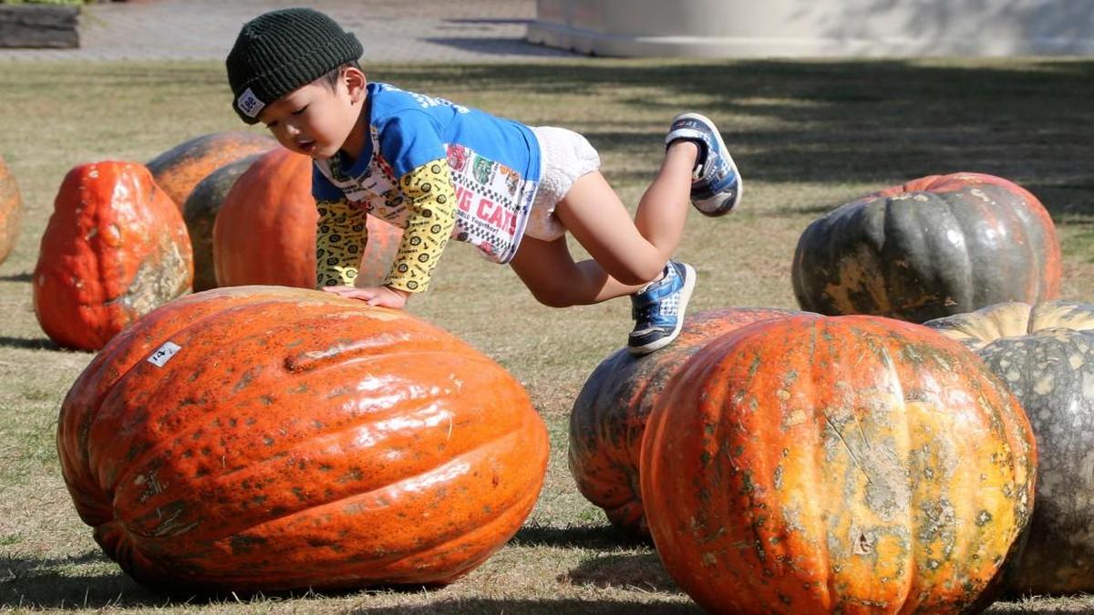 Pumpkins are popular symbols of the Halloween season, even in Japan, where children prepared for the holiday at a Tokyo greenhouse.