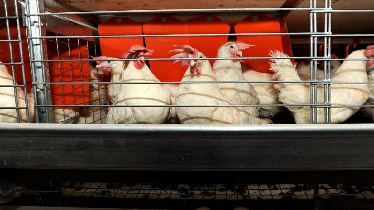 Hens have privacy areas, behind the orange flaps, for laying eggs in larger enriched colony cages at J.S. West & Co., egg farm south of Livingston.