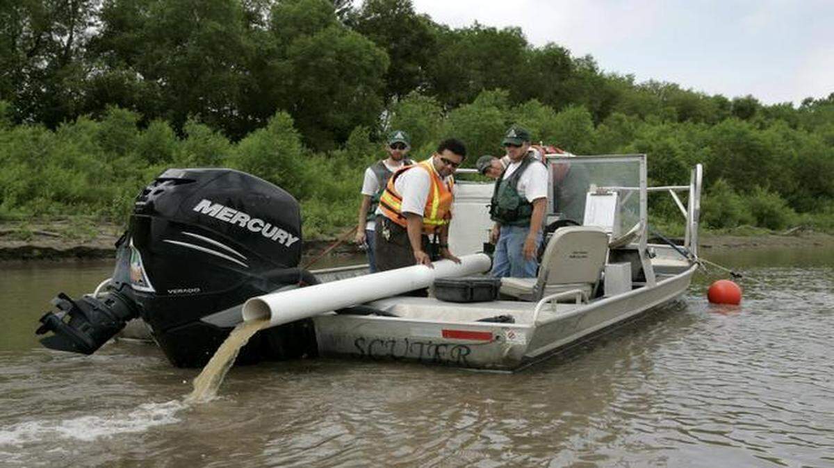 
State conservation workers a few years ago released hundreds of yearling pallid sturgeons into the Missouri River.
