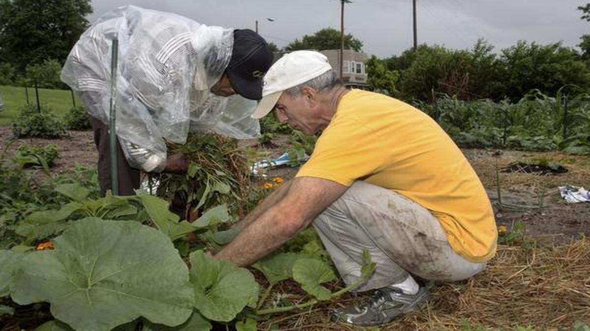 
Kristian Price (left), who went through the U.S. Army Veterans Court, and Kansas City Municipal Court Judge Joseph Locascio worked together in the community garden at 1402 Indiana Ave. 
