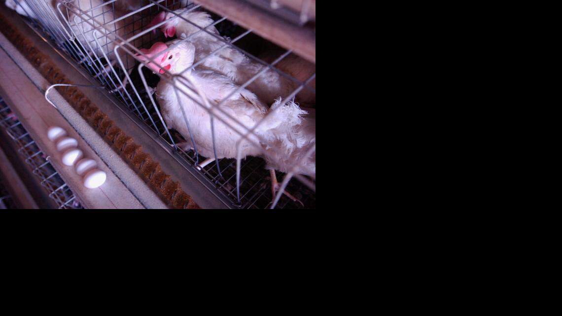 
Eggs produced in cramped cages like this one will soon be banned from stores in California.
