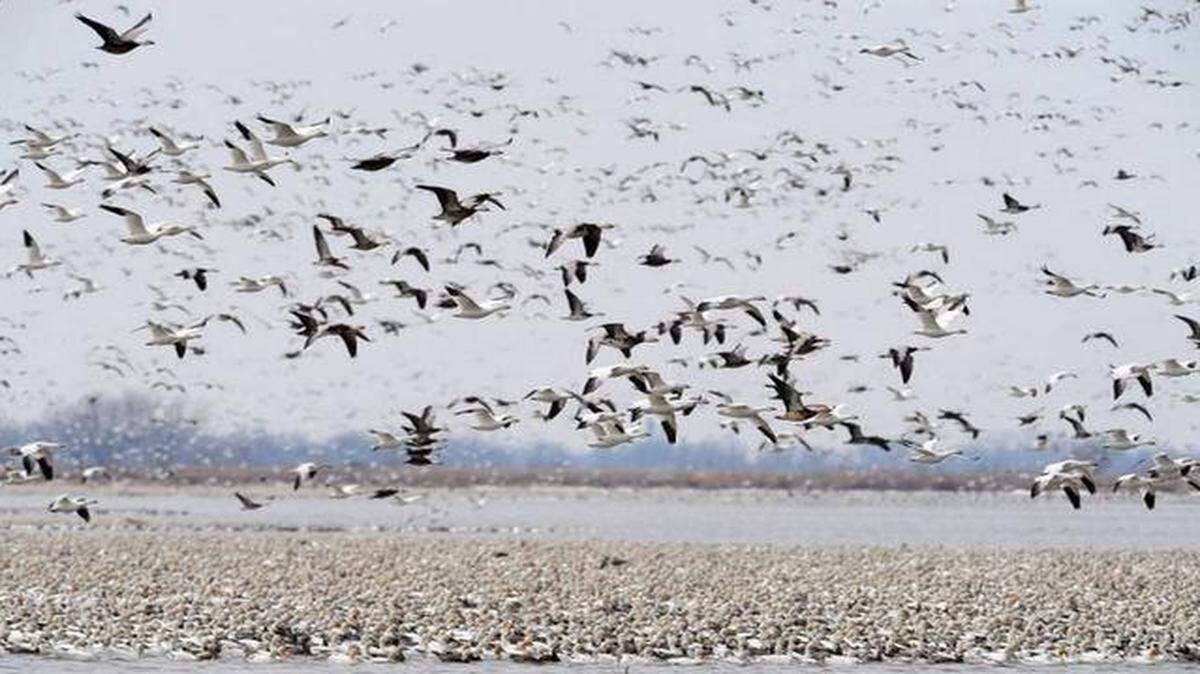 
Snow geese flocked to the Squaw Creek National Wildlife Refuge earlier this year. 
