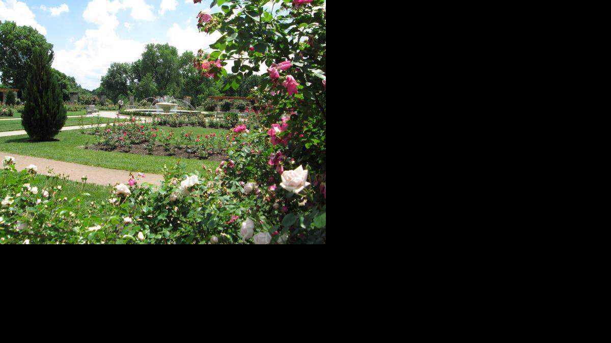 
Kansas Citians will celebrate Rose Day on Sunday in the Laura Conyers Smith Municipal Rose Garden in Loose Park.
