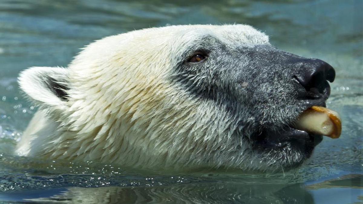 
At the Kansas City Zoo, Nikita the polar bear had a frozen treat in his mouth Tuesday afternoon with the July heat nearing 100 degrees.
