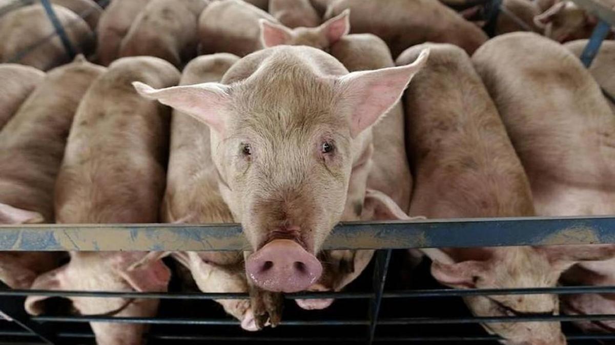 The Clean Water Commission rejected a permit to build a hog facility in Missouri, irritating many supporters of agriculture in the state community.