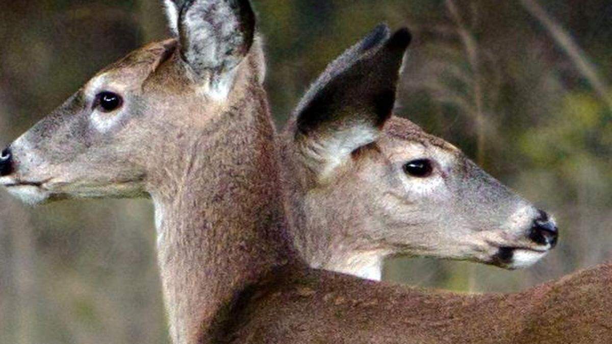 
A bill on Gov. Jay Nixon’s desk threatens Missouri’s deer population.
