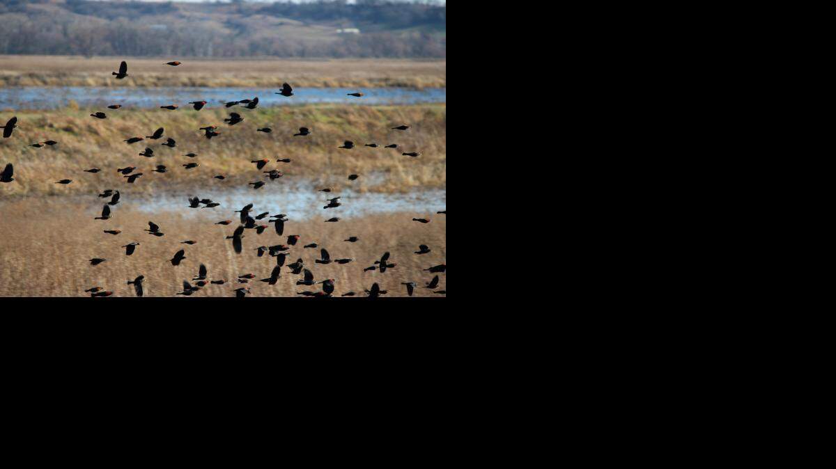 
A typical sight at the Squaw Creek National Wildlife Refuge: a flock of red-winged blackbirds.
